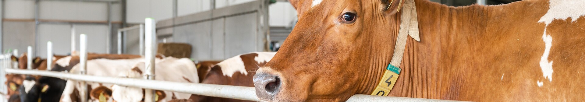 Koe Farmonie FarmTech