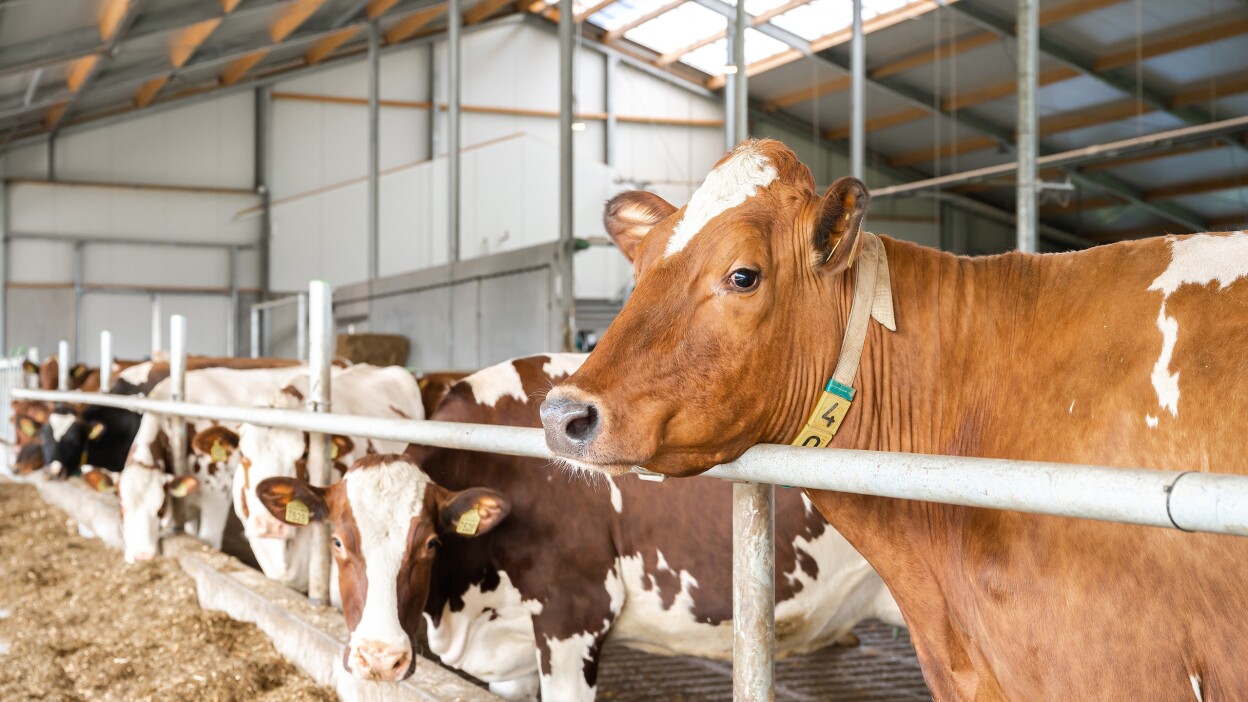 Koe Farmonie FarmTech