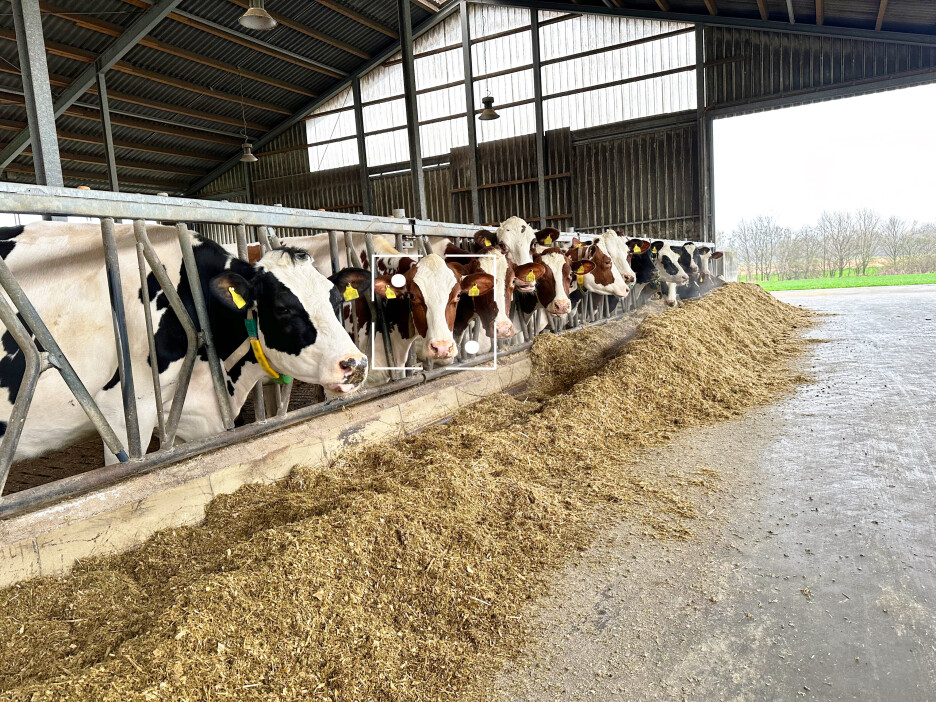 CattleEye Image Cow.jpg