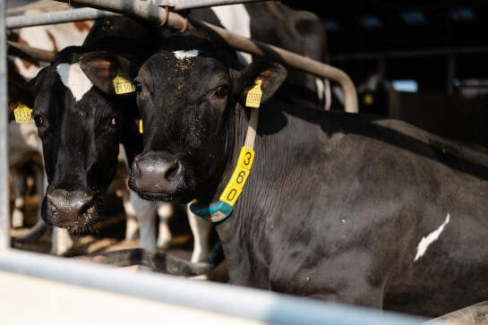 Kíen_NedapLivestockManagement_GEA-HR-5 28850.jpg