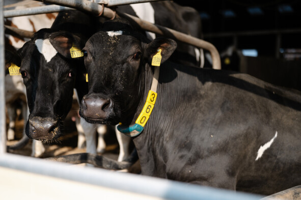 Kíen_NedapLivestockManagement_GEA-HR-5 28850.jpg