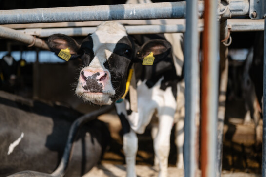 Kíen_NedapLivestockManagement_GEA-HR-7 28829.jpg