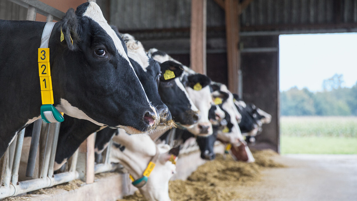 CowScout GEA