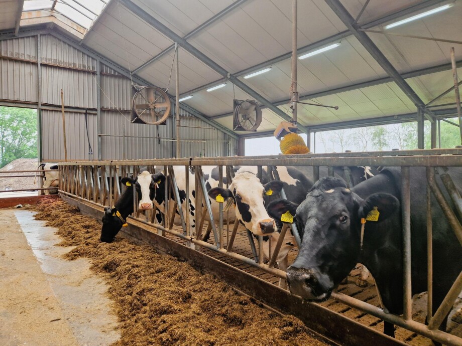 ventilatoren melkveestal - royaldeboer -5