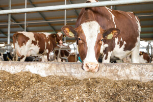 FFW-_z6f2957-bedrijfsreportage-LR-126