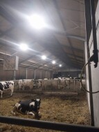 GEA DairyRobot R9500 - farmoniefarmtech 8 (1)