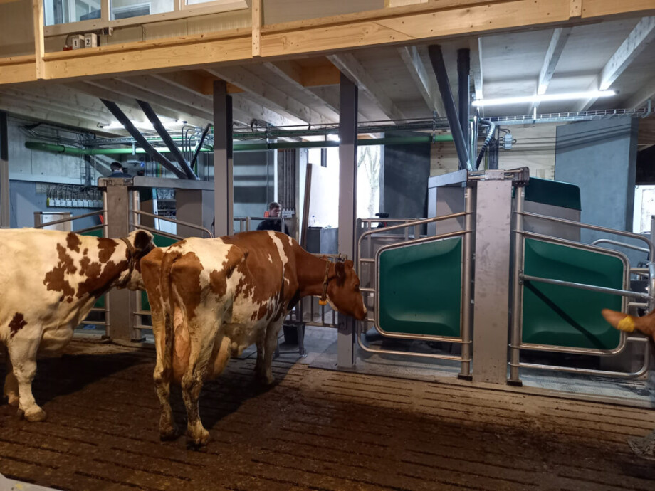 Koeien-wachten-voor-de-GEA-DairyRobot-1024x768