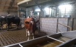 dairyrobot-monobox-gea-1-600x375