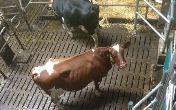 dairyrobot-monobox-gea-4-600x375