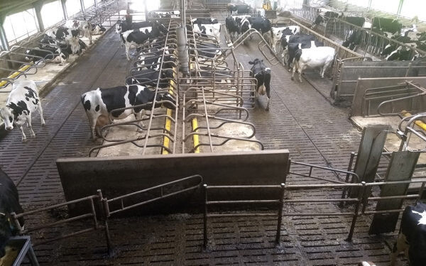 melkstal-vd-lagemaat-600x375