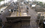 melkstal-vd-lagemaat-600x375
