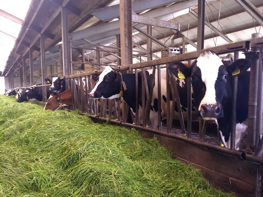 cowscout-koeien